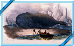 UNE GIGANTESQUE BALEINE FRANCHE