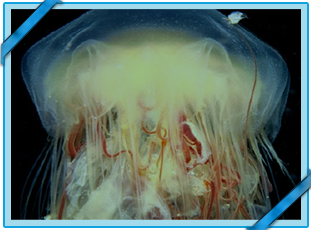 LION'S MANE JELLYFISH