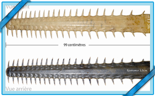 Rostre de poisson-scie