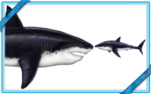UN MÉGALODON ET UN GRAND REQUIN BLANC