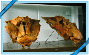 CRÂNE DE THON ROUGE DE L’ATLANTIQUE