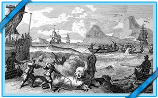 WALRUSES FROM THE ÎLES DE LA MADELEINE