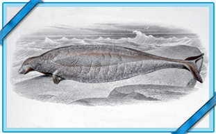 THE STELLER'S SEA COW